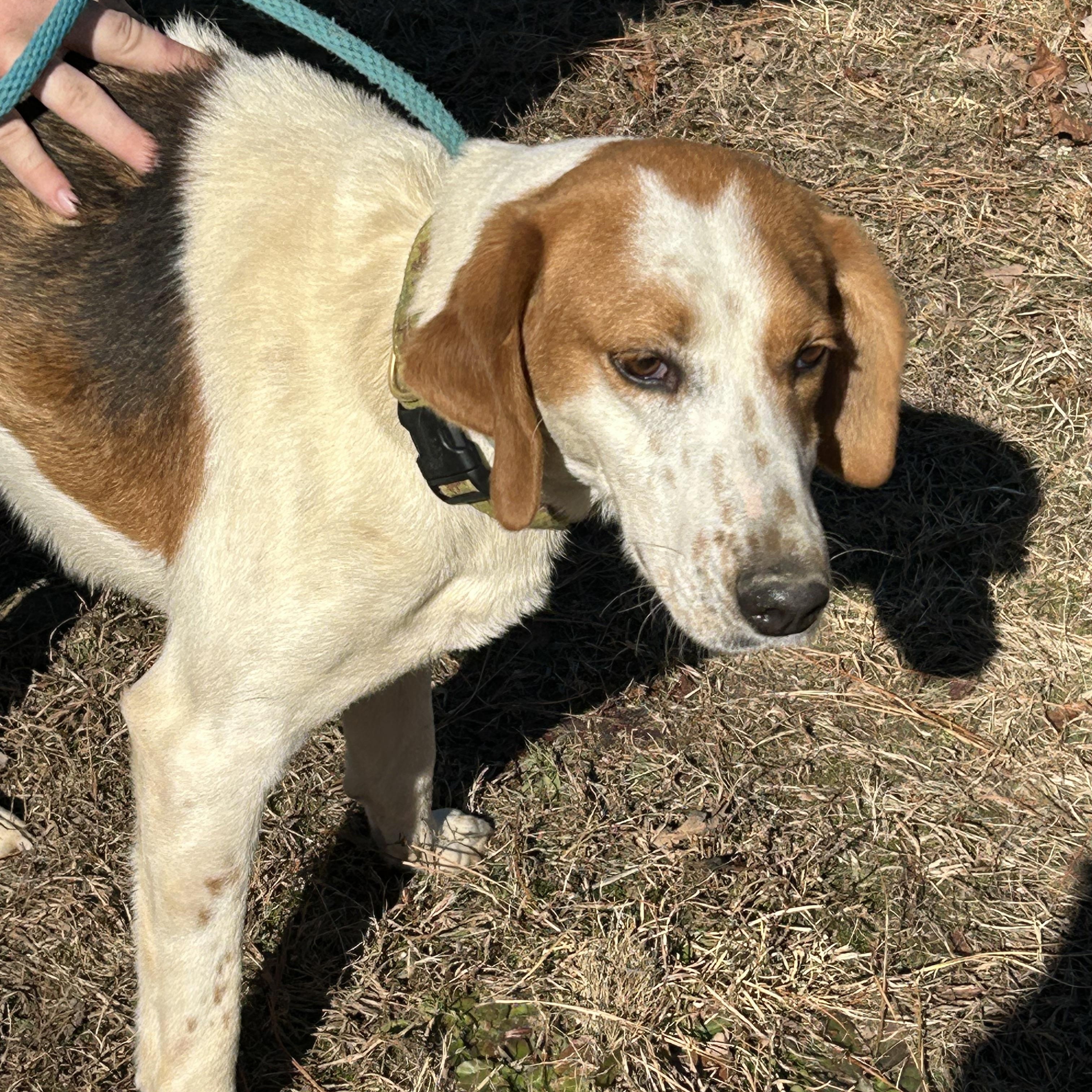 Enlarge Duke, a ADOPTABLE Hound in Charles City, VA image 4/4