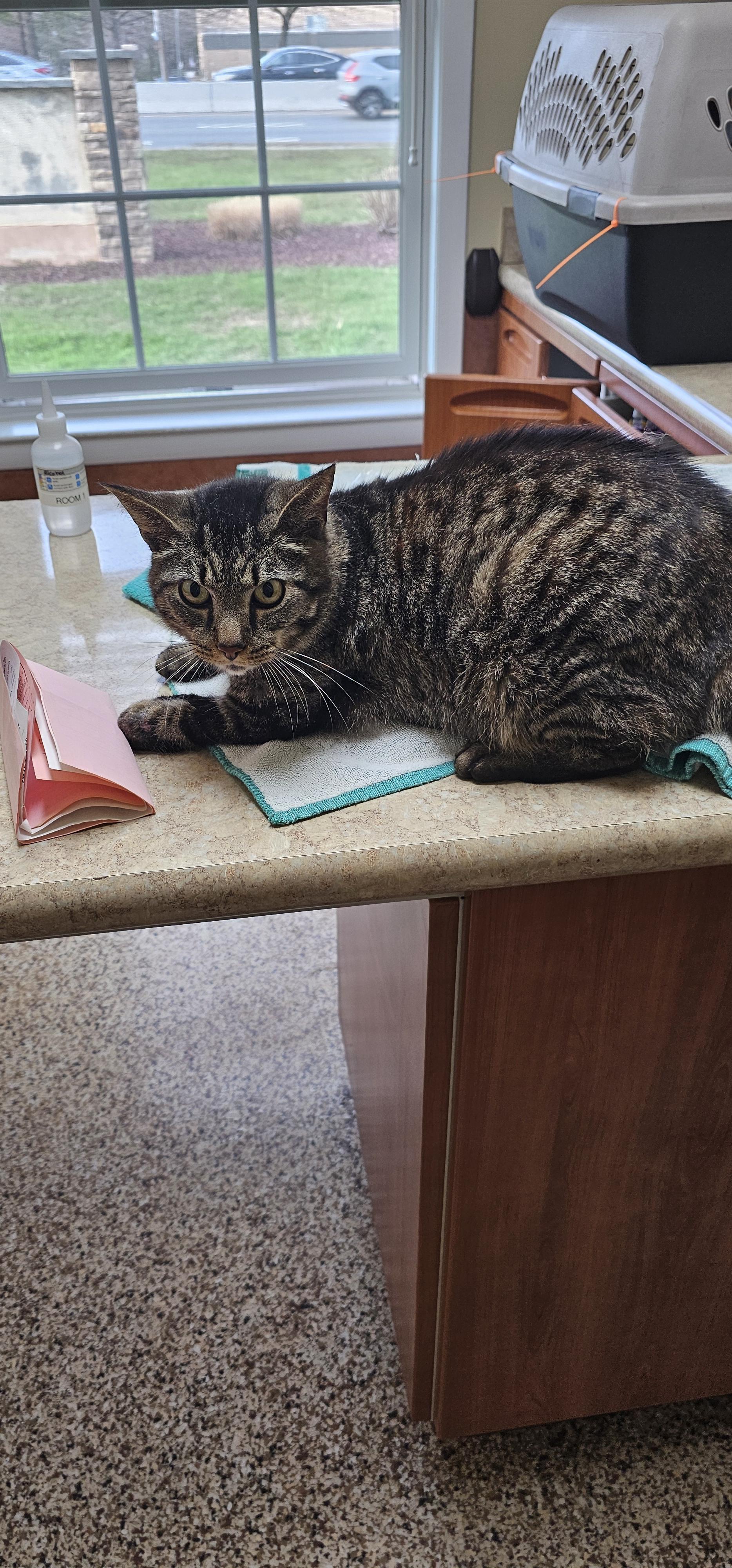 Enlarge Snowman, a ADOPTABLE Domestic Short Hair in Hazlet, NJ image 1/2