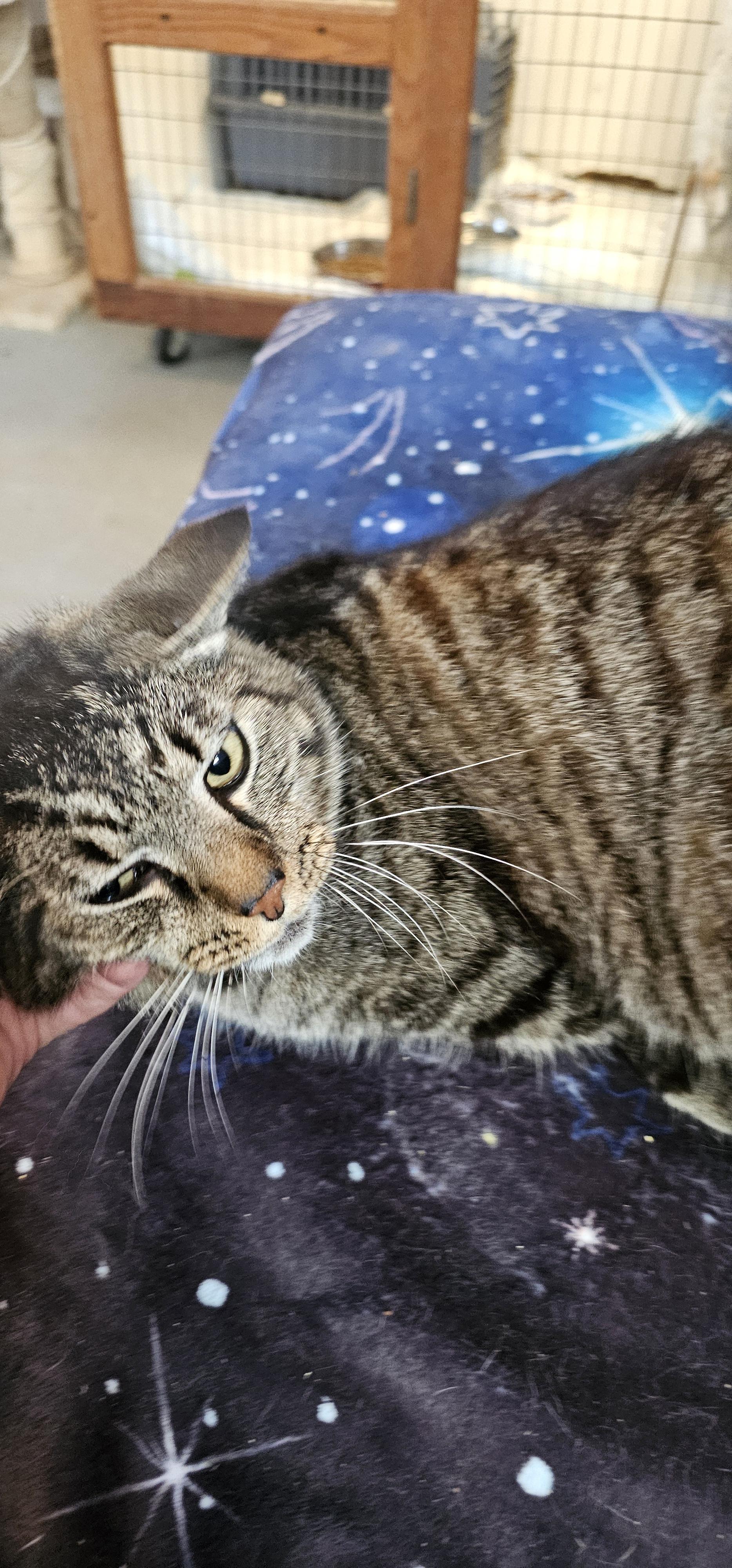 Enlarge Snowman, a ADOPTABLE Domestic Short Hair in Hazlet, NJ image 2/2