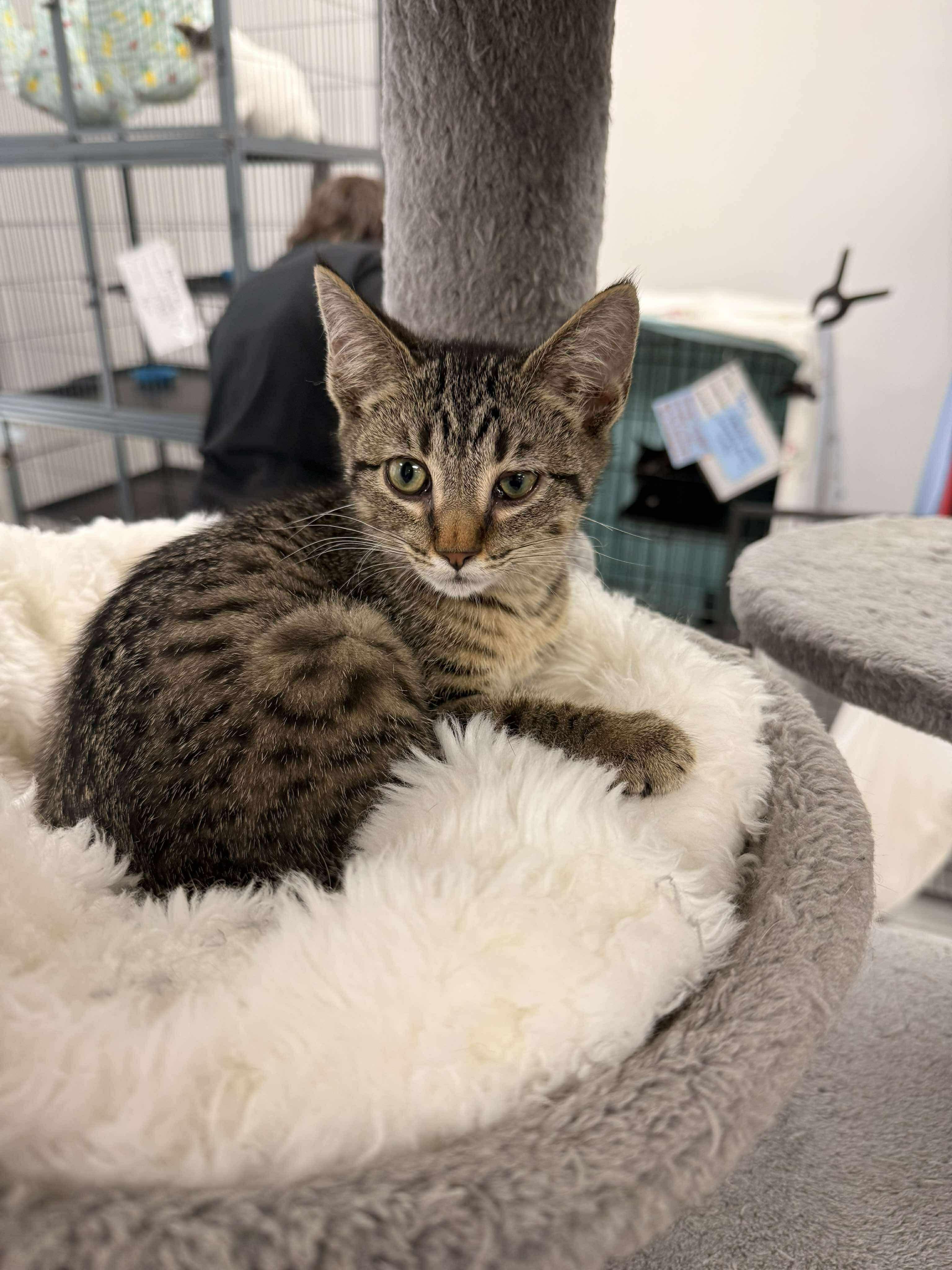 Fendi, adopted, Kitten Female Domestic Short Hair.