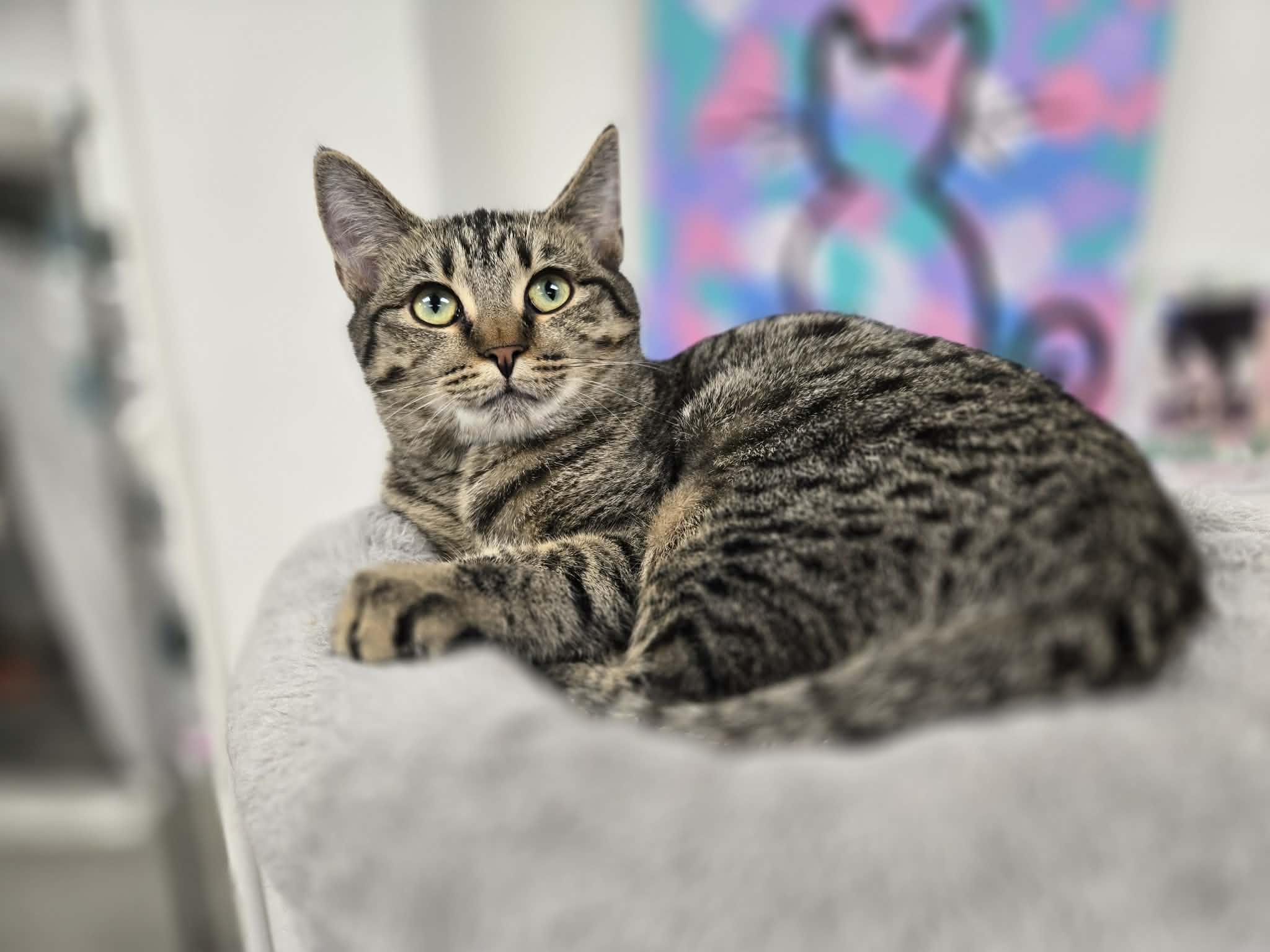 Enlarge Fendi, an adopted Domestic Short Hair in Thurmont, MD image 3/5
