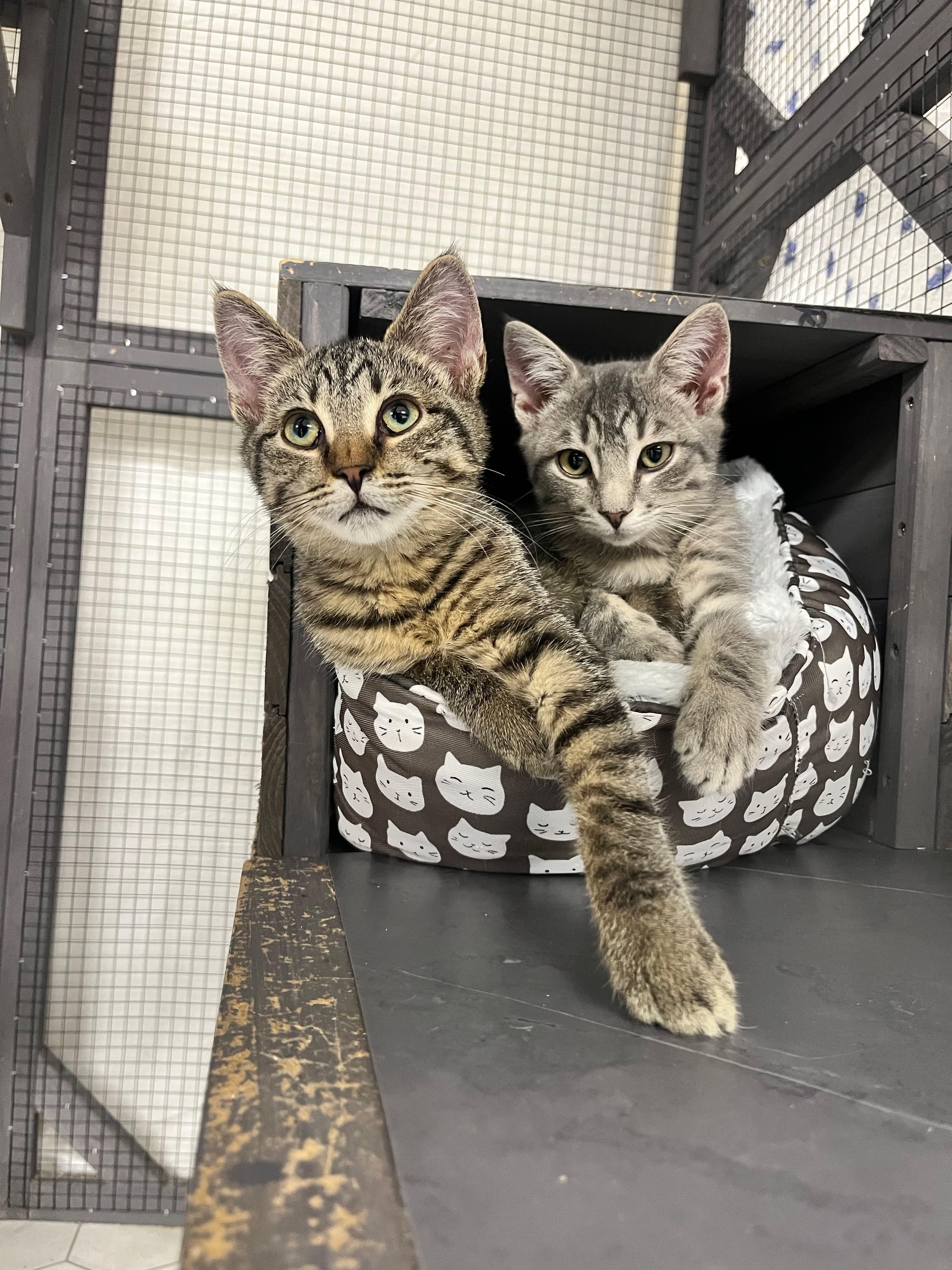 Enlarge Fendi, an adopted Domestic Short Hair in Thurmont, MD image 5/5