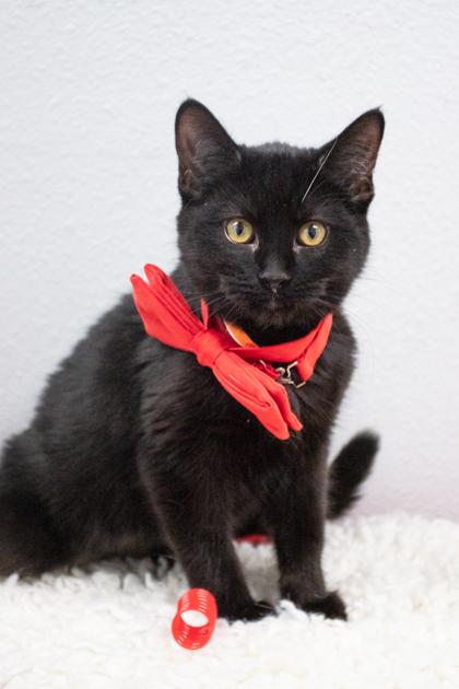 Enlarge Gumdrop, a Adoptable mixed breed in Lebec, CA image 2/3