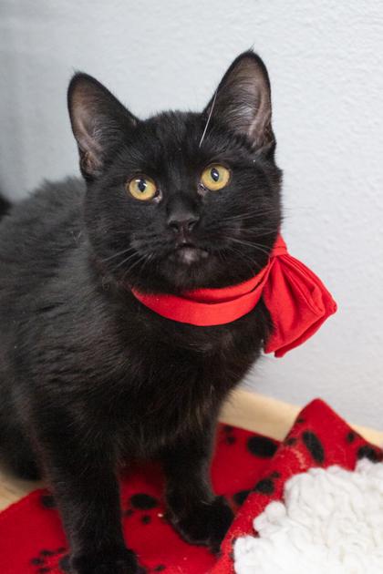 Enlarge Gumdrop, a Adoptable mixed breed in Lebec, CA image 3/3