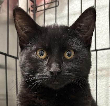 Enlarge Gumdrop, a Adoptable mixed breed in Lebec, CA image 2/3