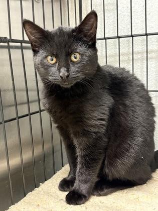 Enlarge Gumdrop, a Adoptable mixed breed in Lebec, CA image 3/3