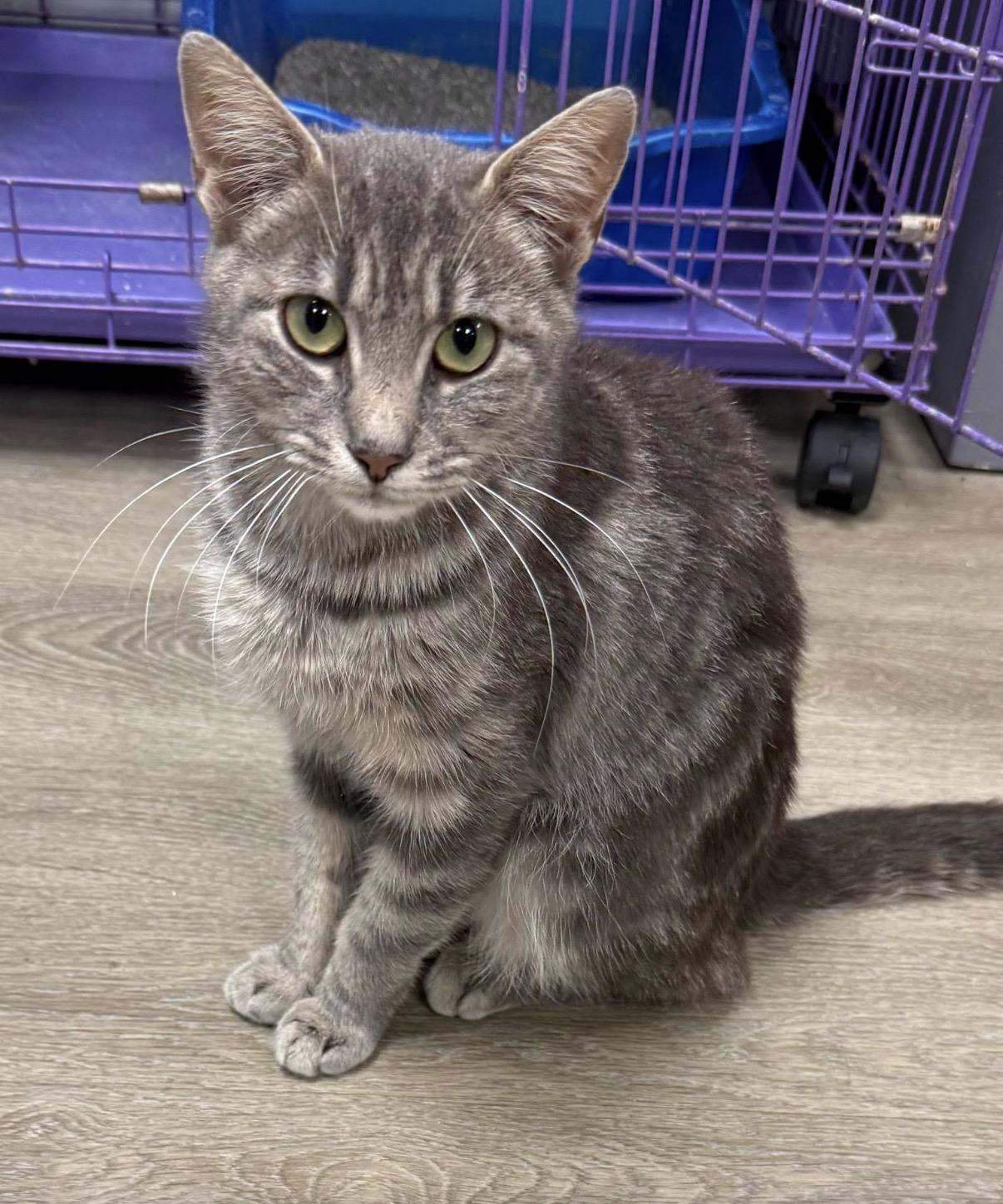 Enlarge Octavia, a ADOPTABLE Domestic Short Hair in Hamburg, NY image 1/1