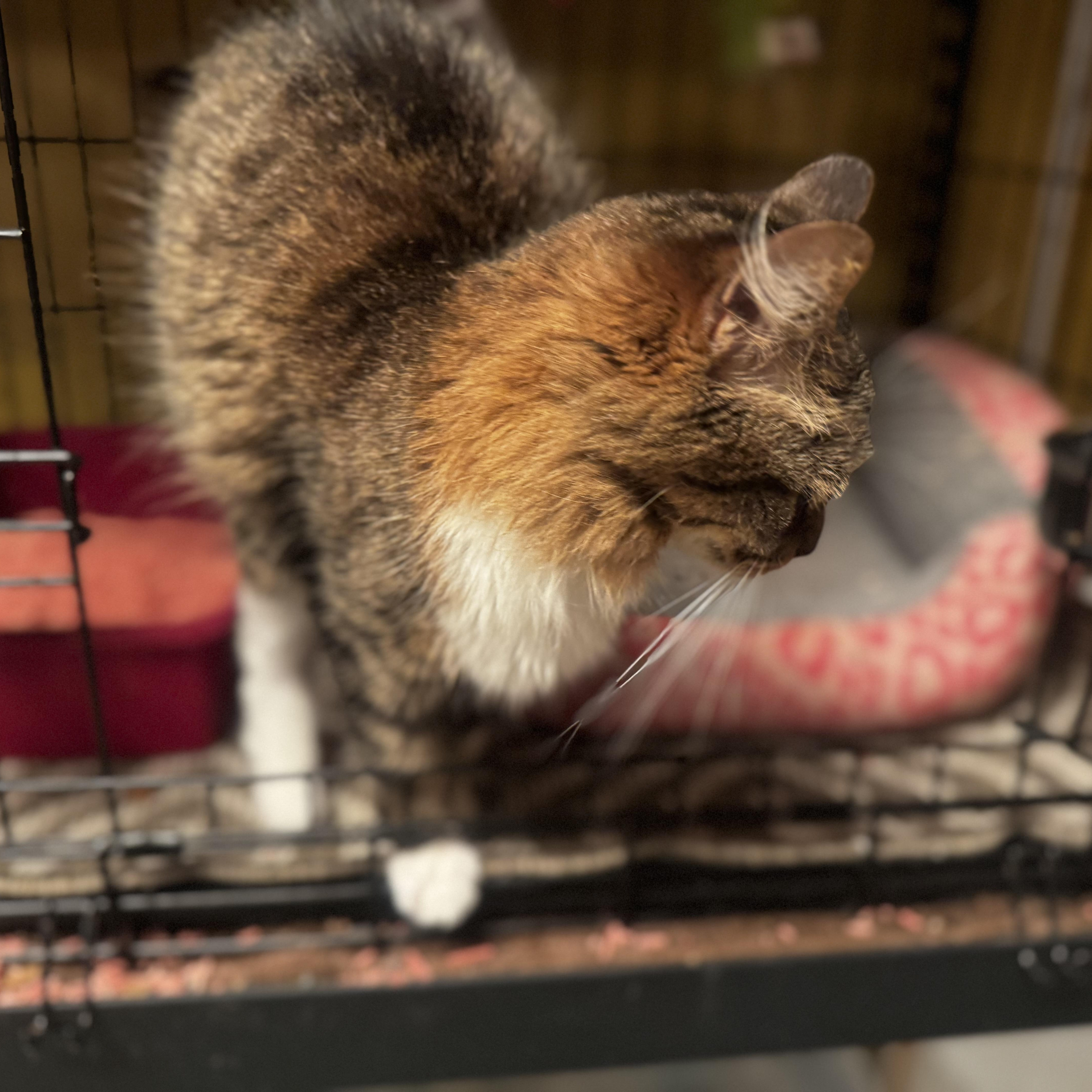 Enlarge Cinnamon , a ADOPTABLE Domestic Long Hair in MABLETON, GA image 2/6