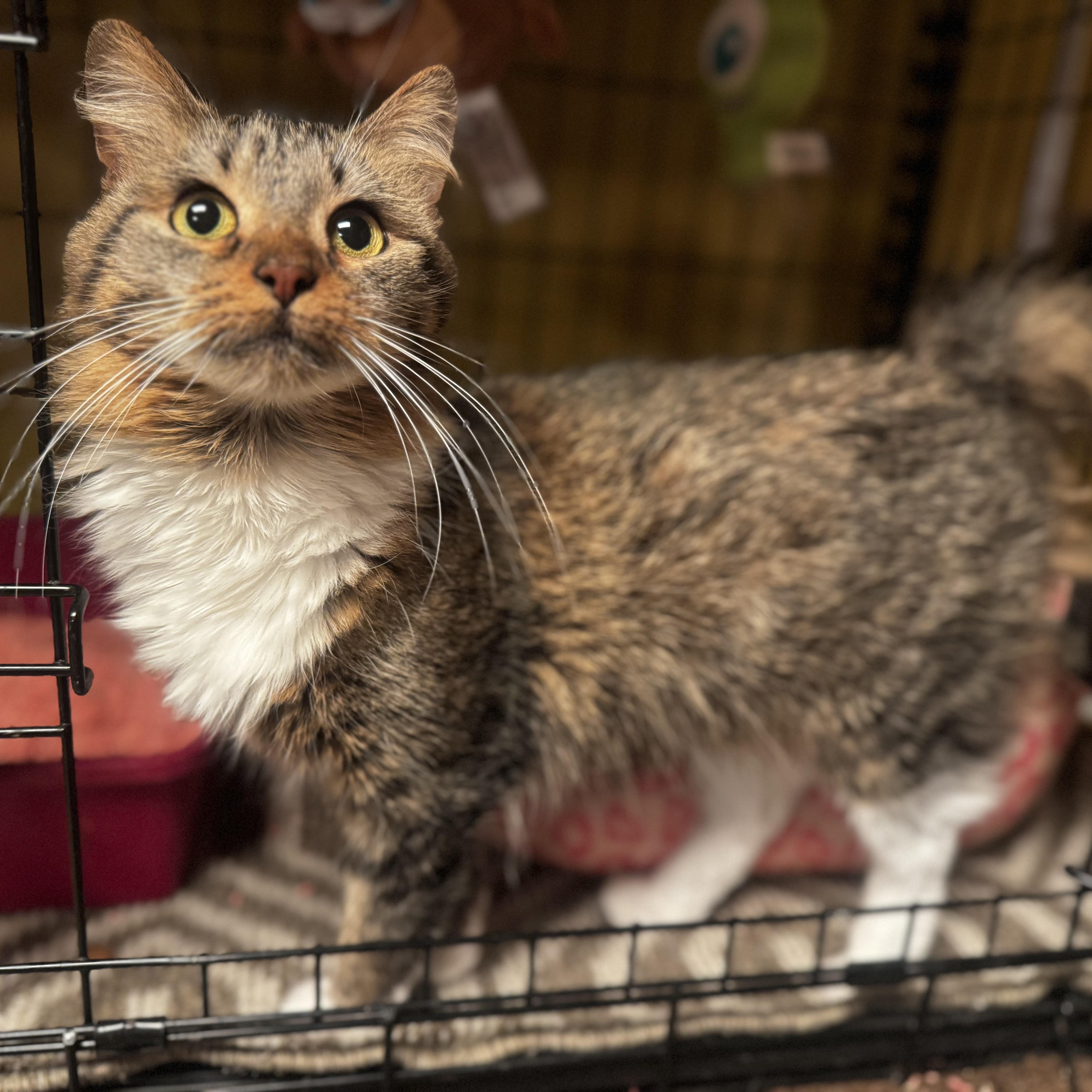 Cinnamon , ADOPTABLE, Young Female Domestic Long Hair.