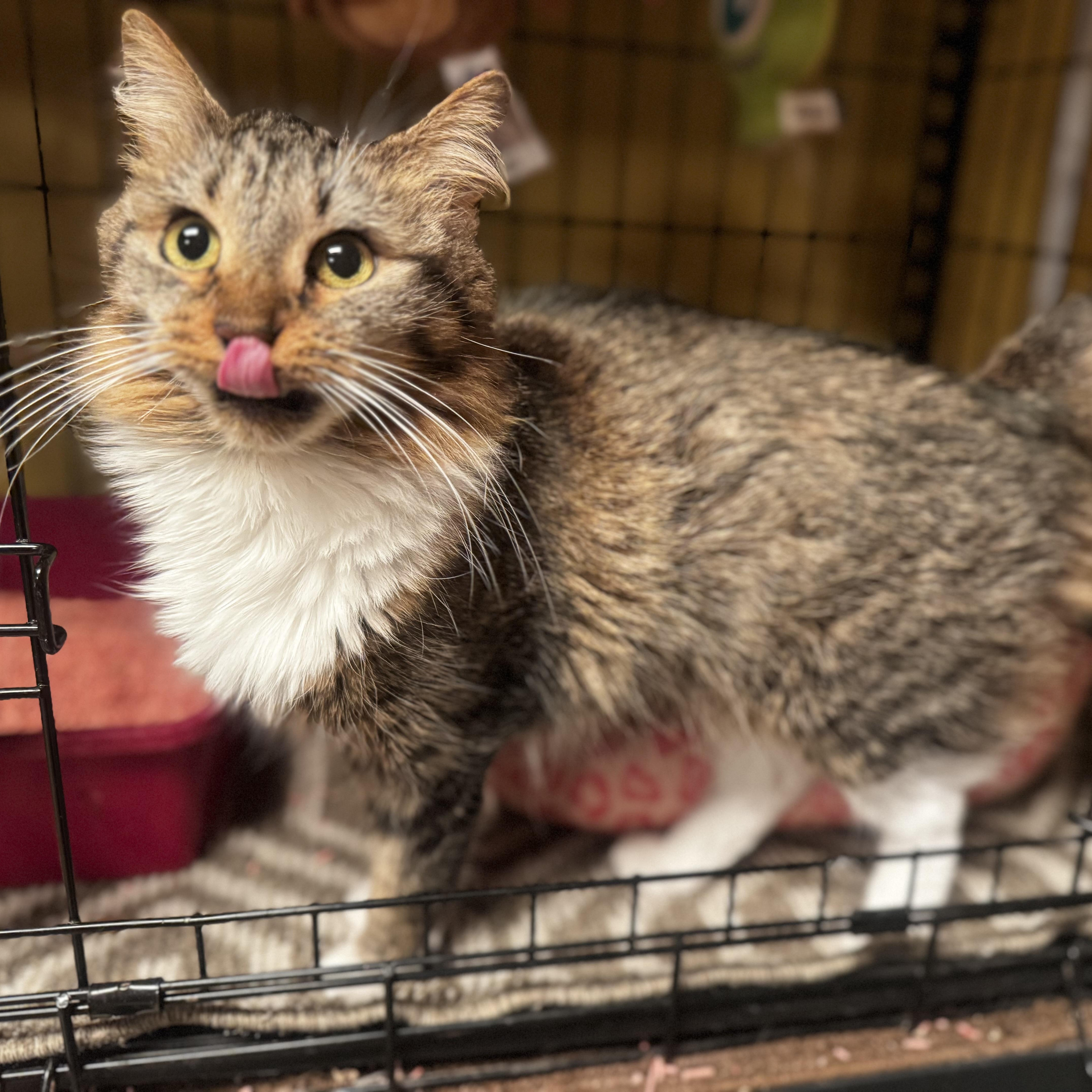 Enlarge Cinnamon , a ADOPTABLE Domestic Long Hair in MABLETON, GA image 5/6