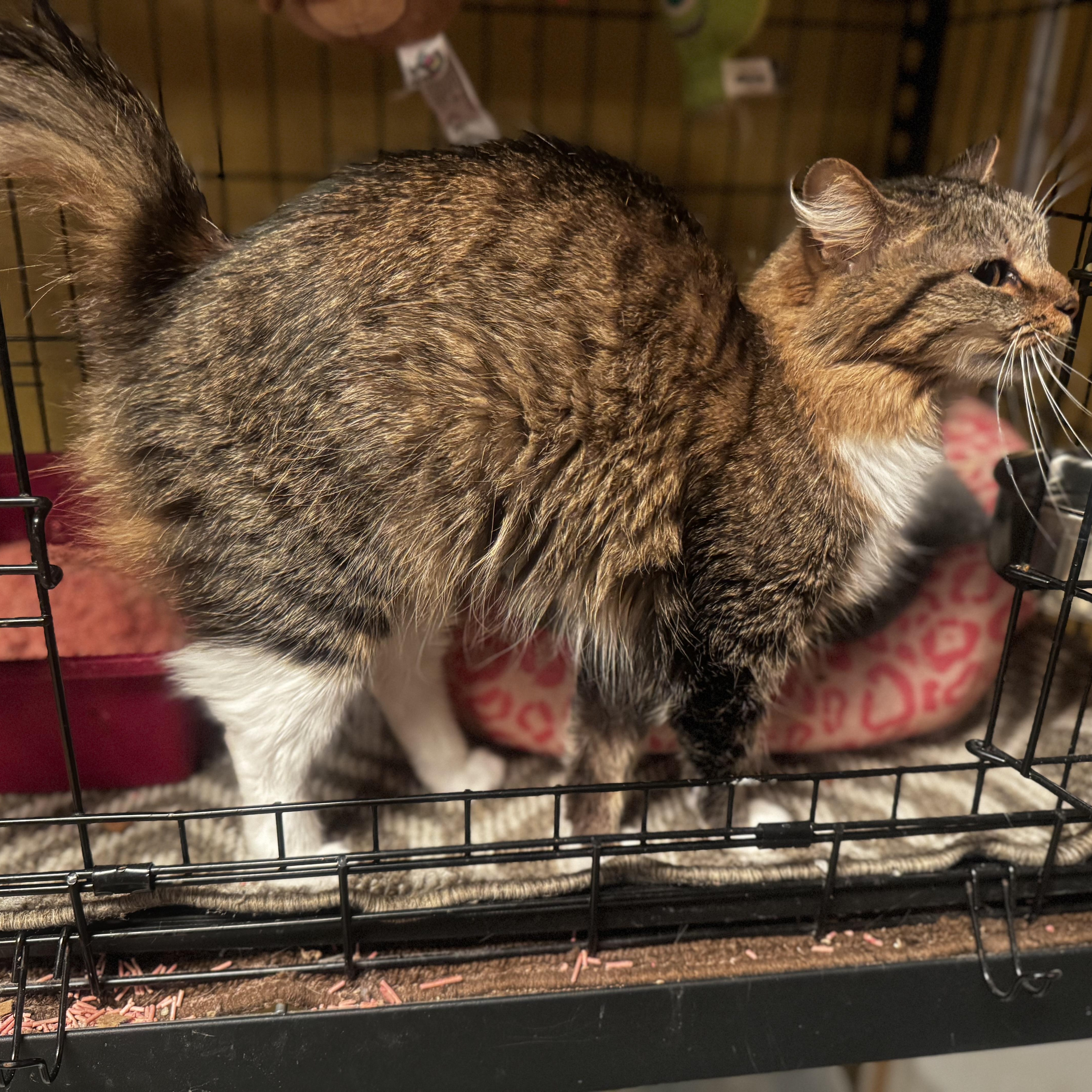 Enlarge Cinnamon , a ADOPTABLE Domestic Long Hair in MABLETON, GA image 4/6