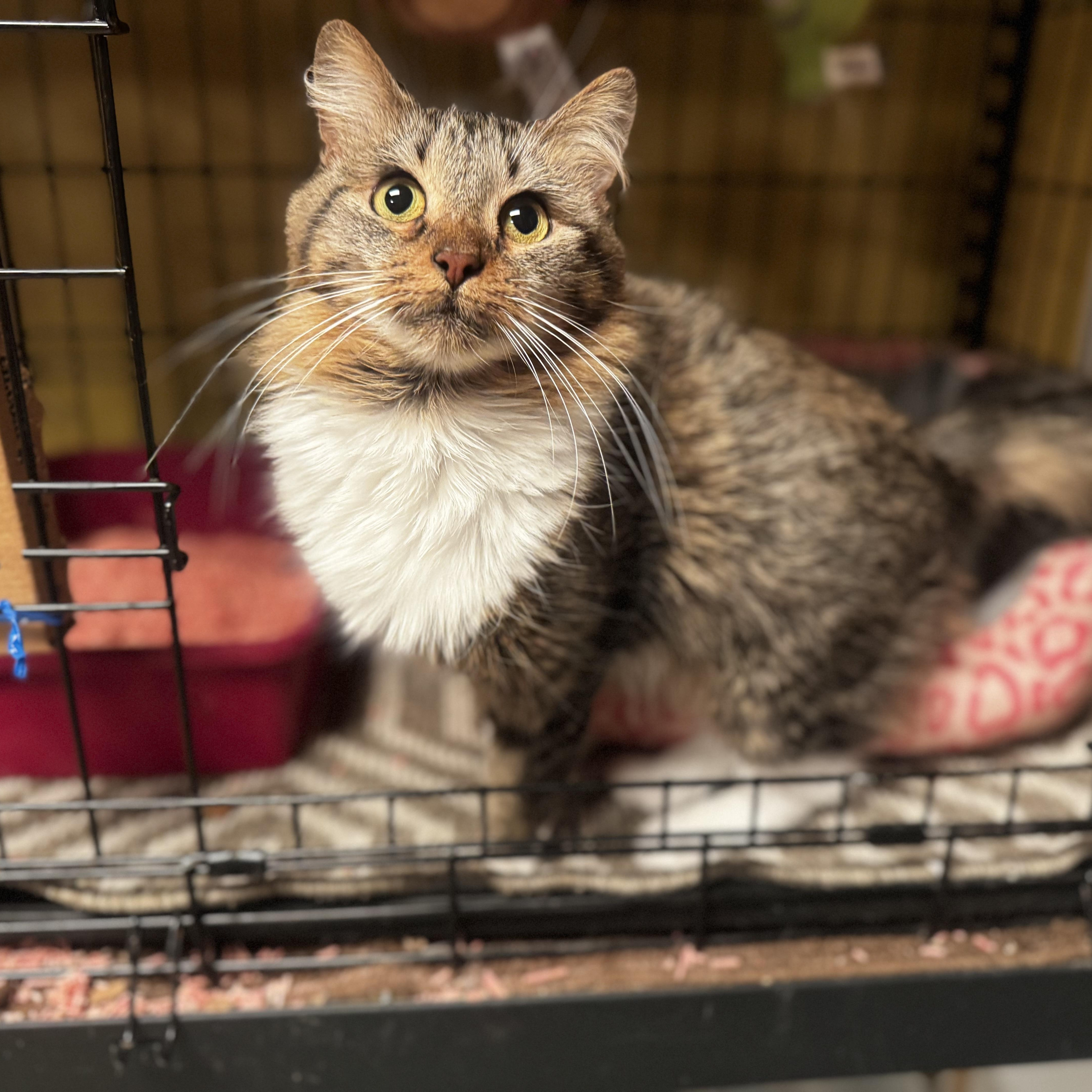 Enlarge Cinnamon , a ADOPTABLE Domestic Long Hair in MABLETON, GA image 6/6