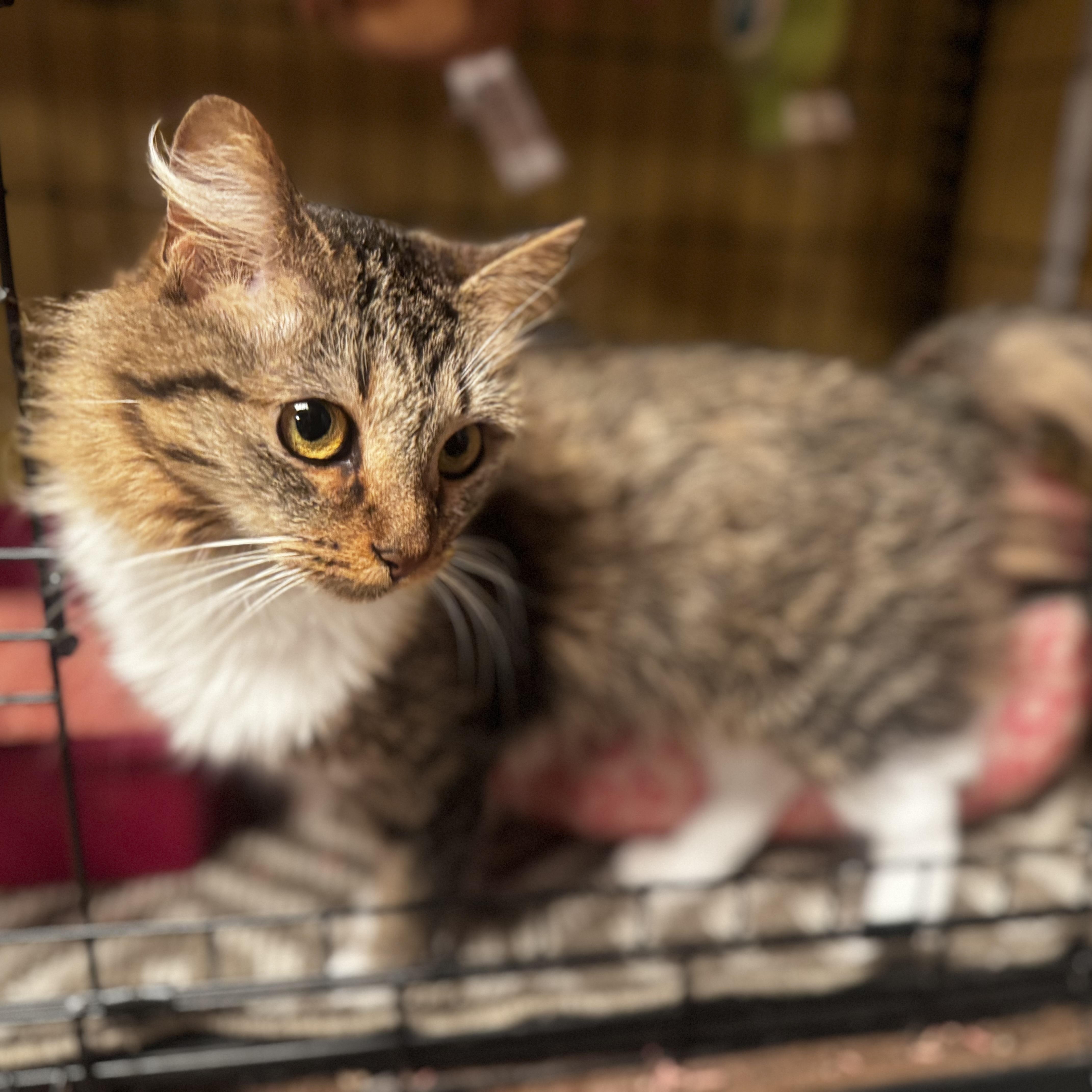 Enlarge Cinnamon , a ADOPTABLE Domestic Long Hair in MABLETON, GA image 3/6