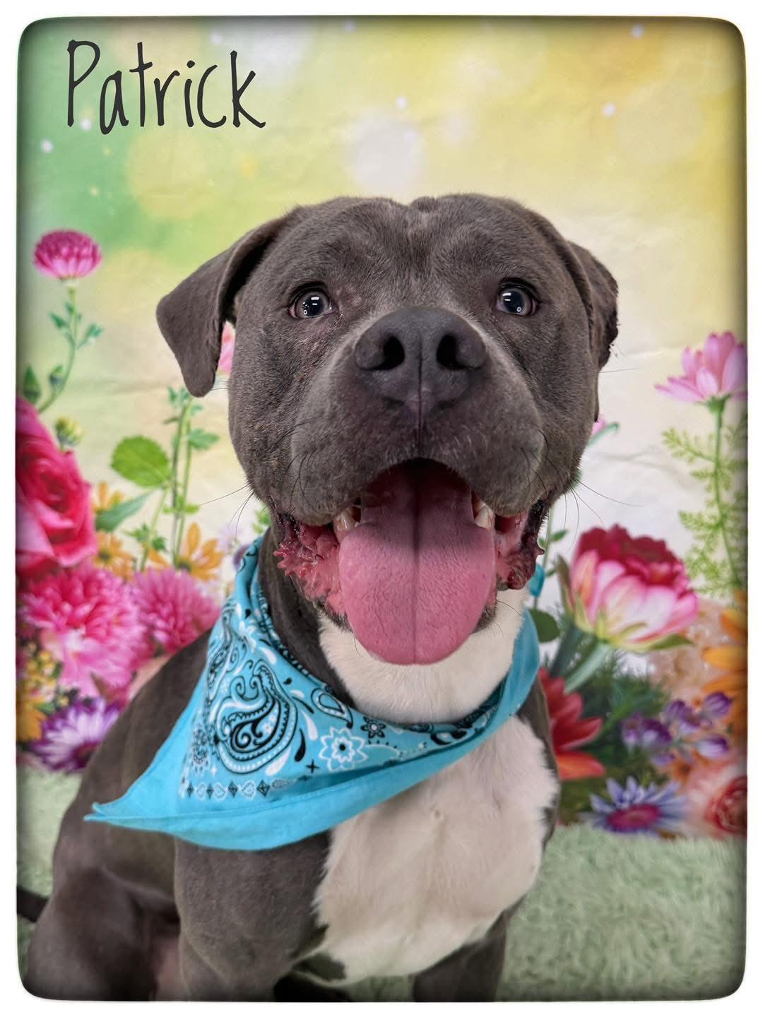 Enlarge Patrick, a ADOPTABLE Mixed Breed in Flint, MI image 1/1