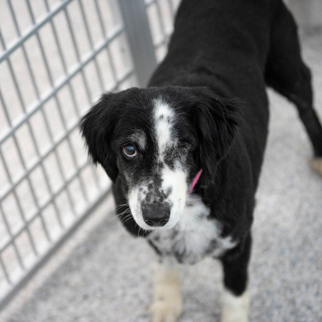 Skittles (MR26-329), a Adoptable Australian Shepherd in Peyton, CO image 1/6