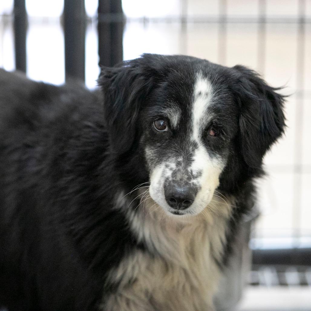Skittles (MR26-329), Adoptable, Senior Female Australian Shepherd.