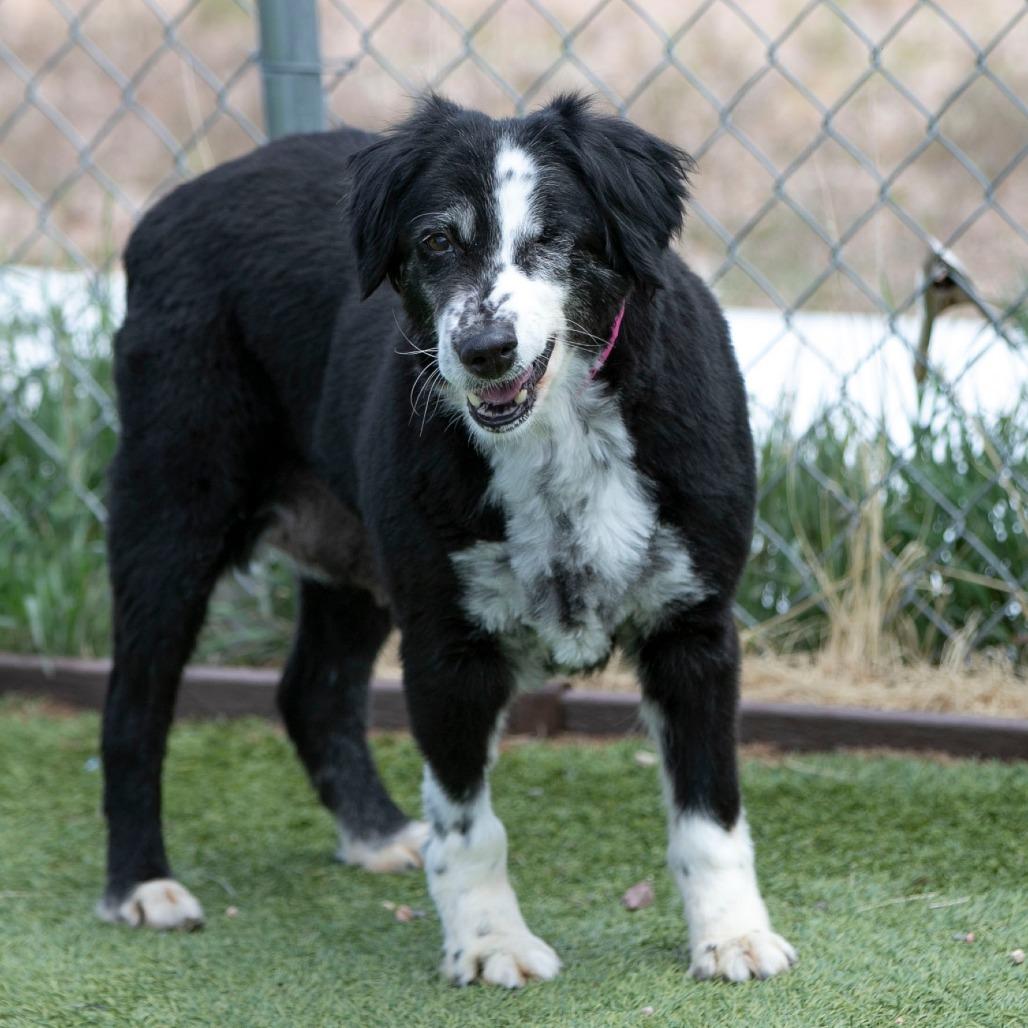 Skittles (MR26-329), a Adoptable Australian Shepherd in Peyton, CO image 3/6