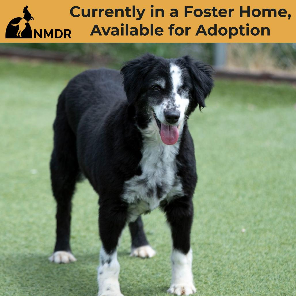 Enlarge Skittles (MR26-329), a Adoptable Australian Shepherd in Peyton, CO image 3/6