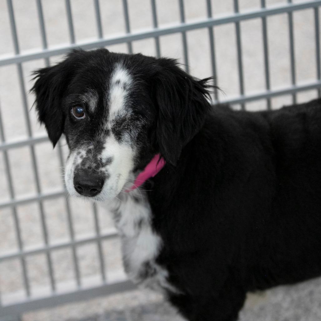 Skittles (MR26-329), a Adoptable Australian Shepherd in Peyton, CO image 4/6