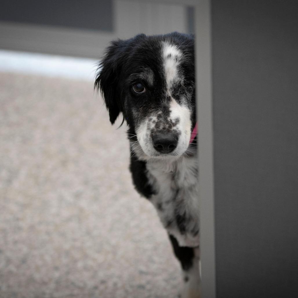 Enlarge Skittles (MR26-329), a Adoptable Australian Shepherd in Peyton, CO image 5/6