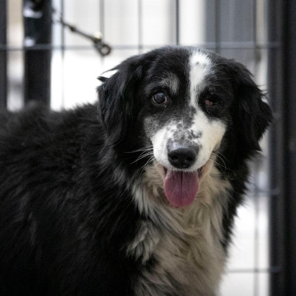 Enlarge Skittles (MR26-329), a Adoptable Australian Shepherd in Peyton, CO image 2/3