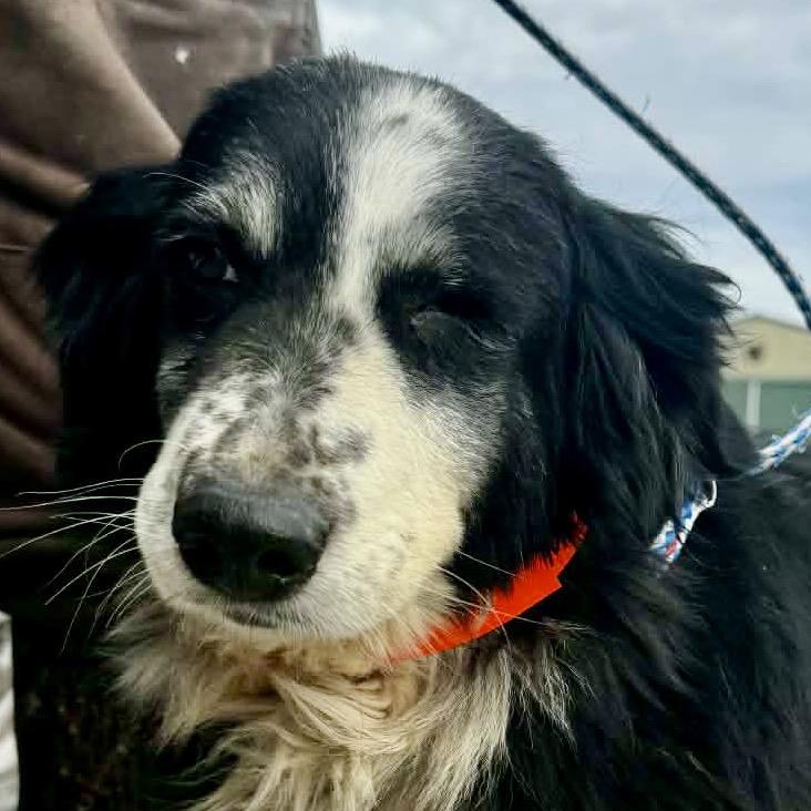 Enlarge Skittles (MR26-329), a Adoptable Australian Shepherd in Peyton, CO image 3/3