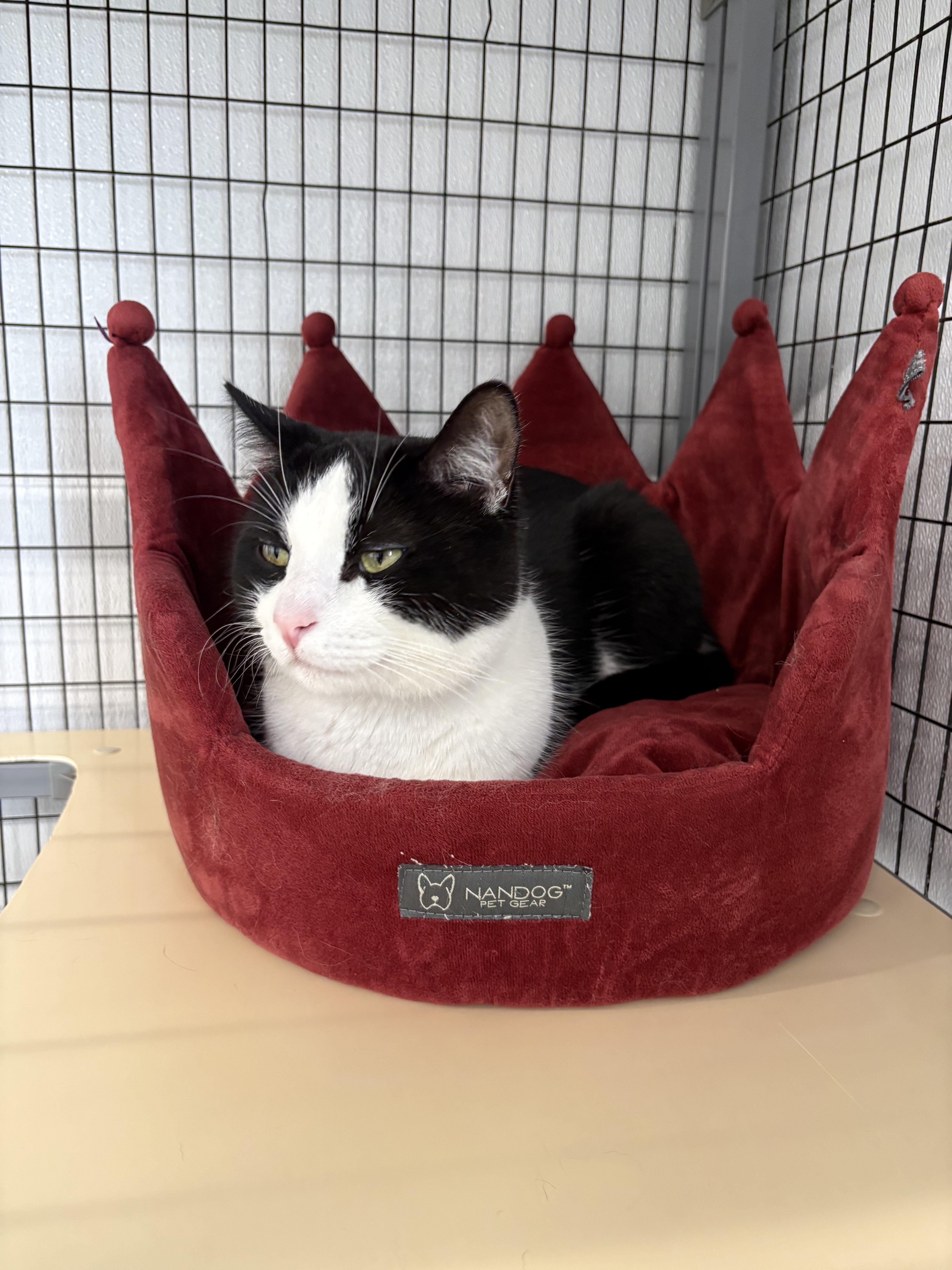 Enlarge Jax - At Pet Supplies Plus, a ADOPTABLE Domestic Short Hair in Kalamazoo, MI image 3/5