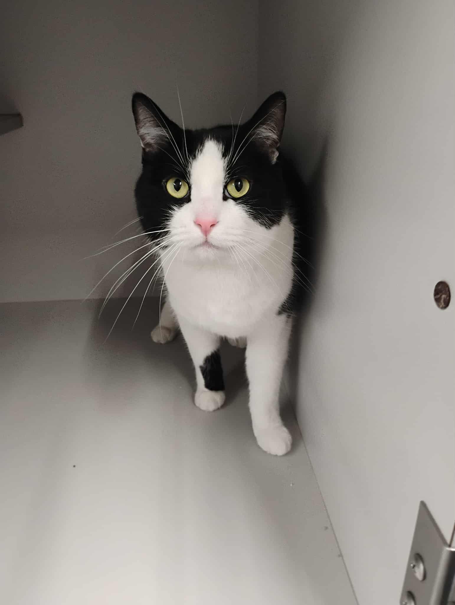 Enlarge Jax - At Pet Supplies Plus, a ADOPTABLE Domestic Short Hair in Kalamazoo, MI image 4/5