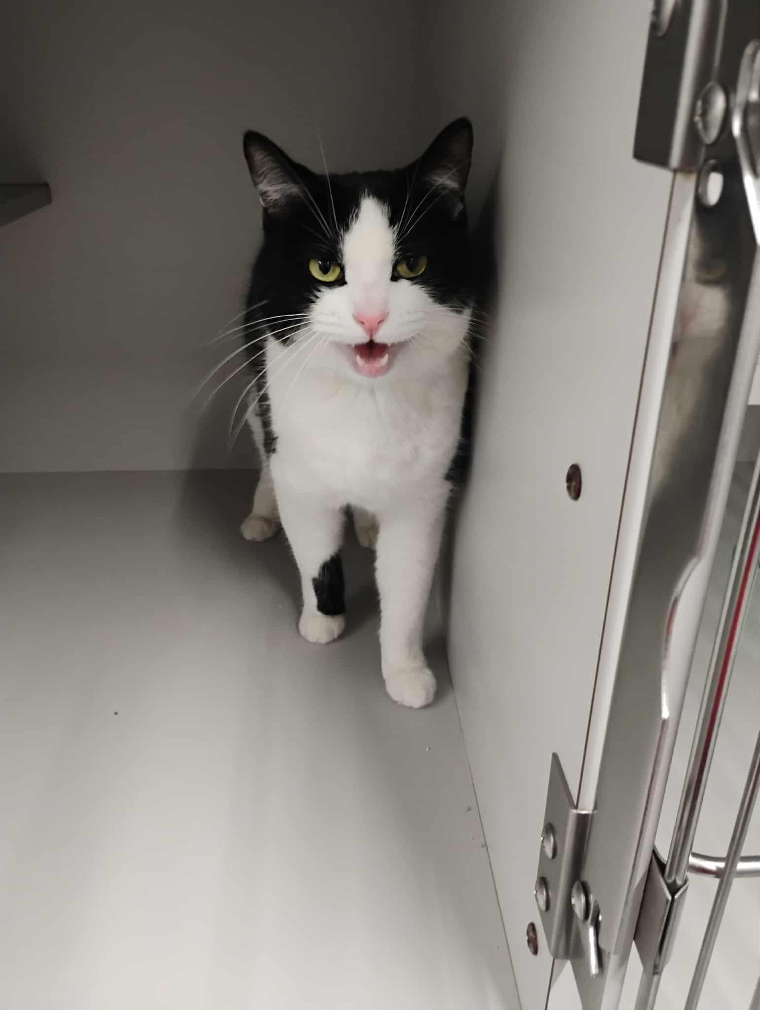 Enlarge Jax - At Pet Supplies Plus, a ADOPTABLE Domestic Short Hair in Kalamazoo, MI image 5/5