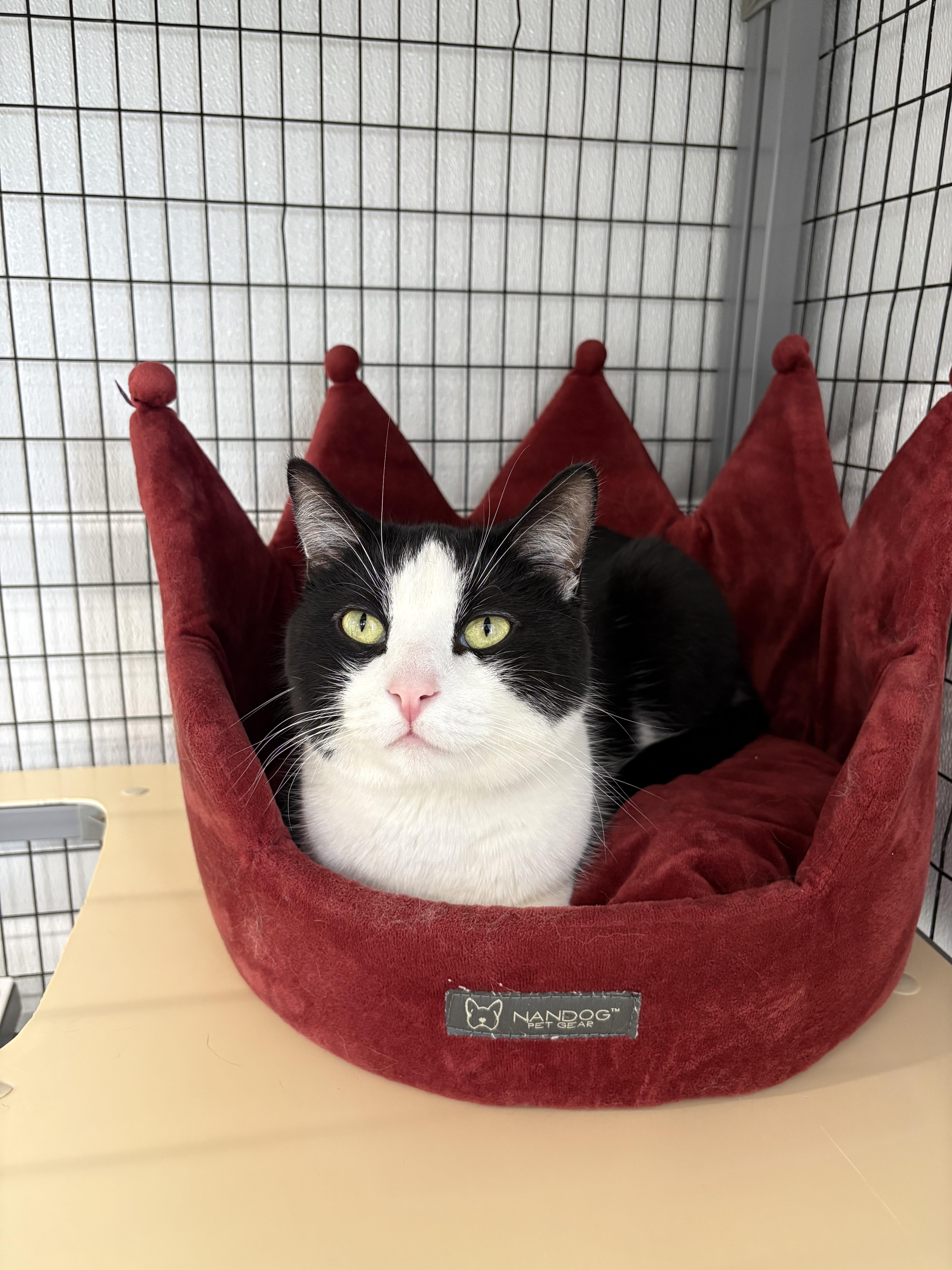 Enlarge Jax - At Pet Supplies Plus, a ADOPTABLE Domestic Short Hair in Kalamazoo, MI image 1/5