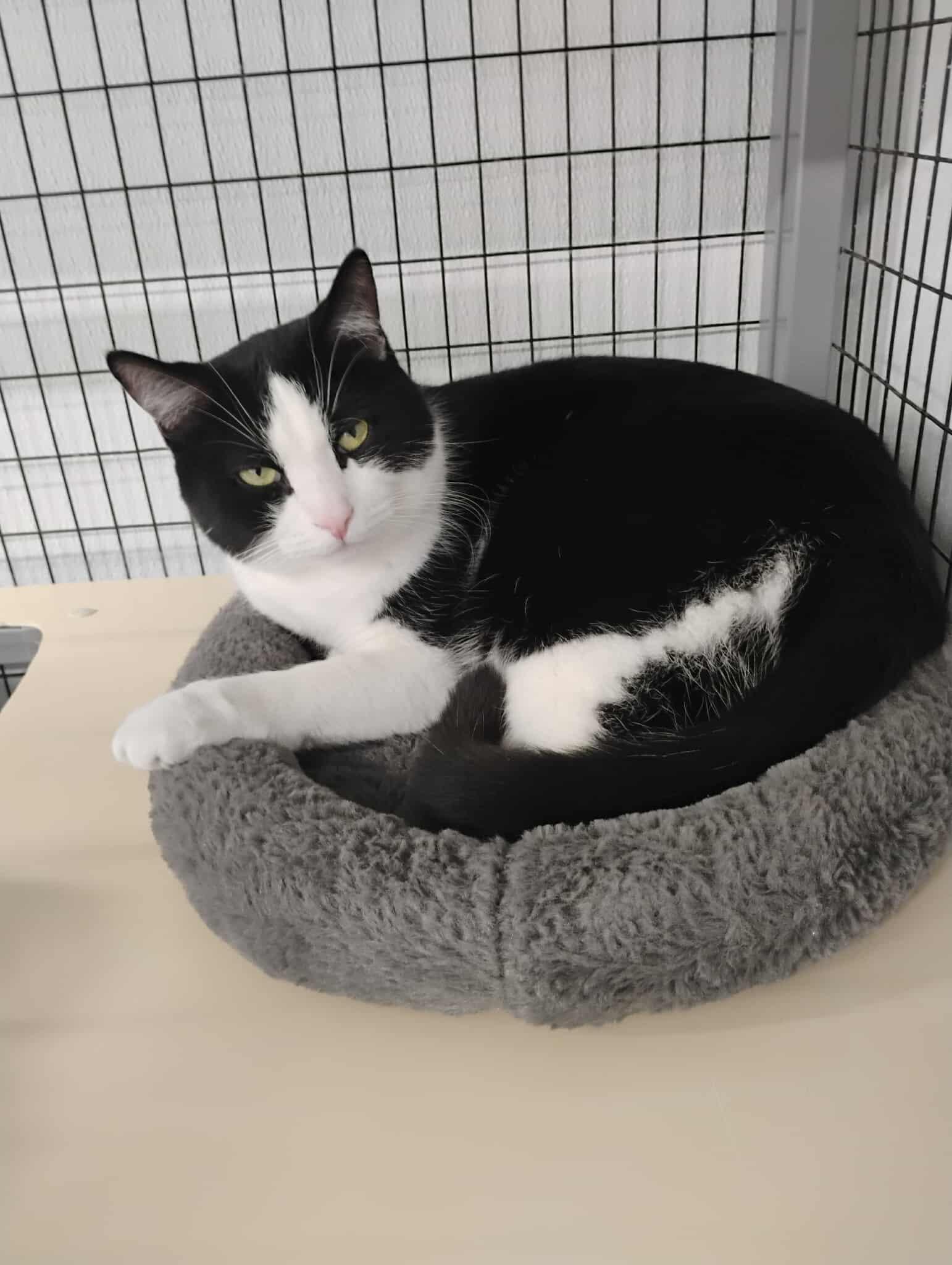 Enlarge Jax - At Pet Supplies Plus, a ADOPTABLE Domestic Short Hair in Kalamazoo, MI image 2/5