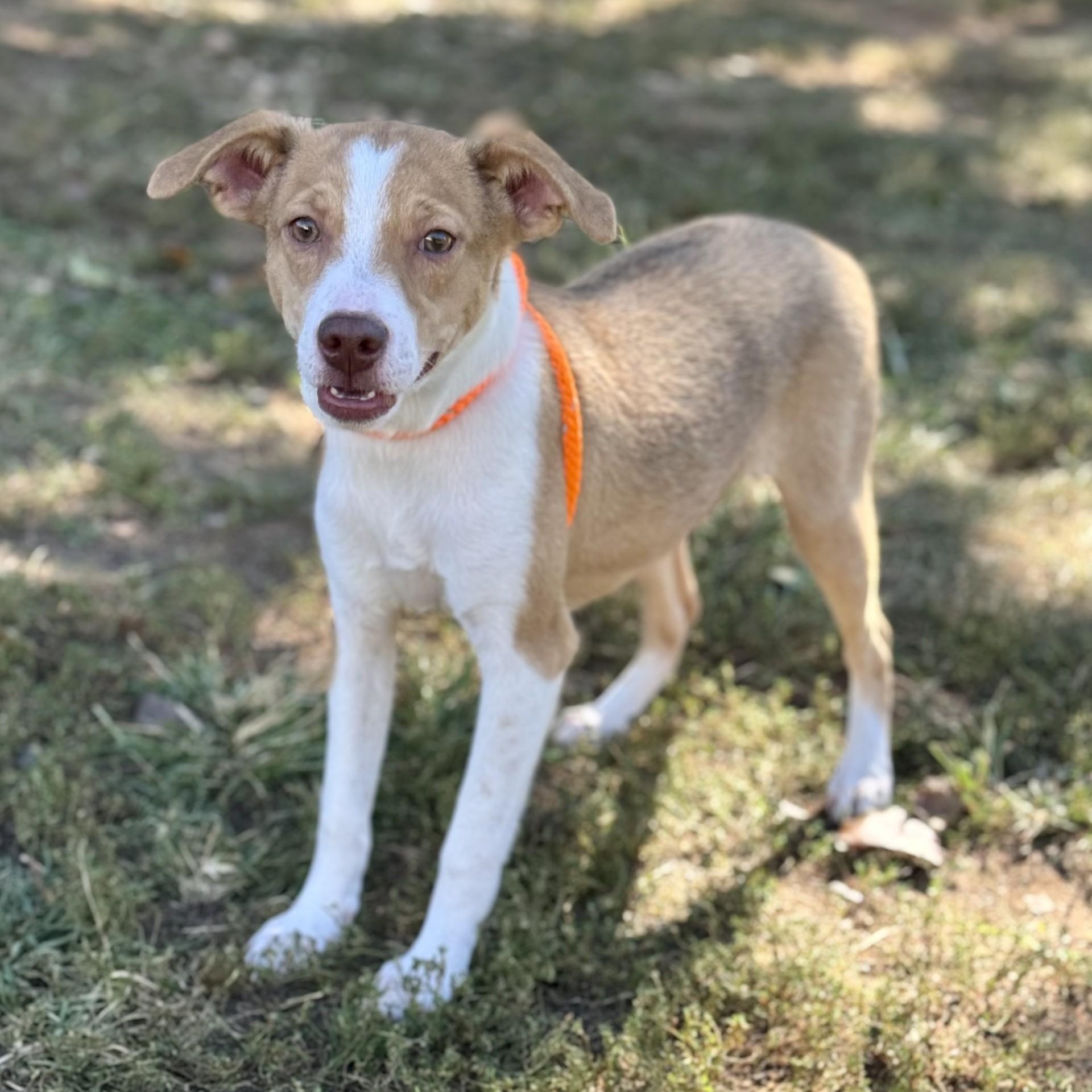 Eloise Bridgerton (CONC-A-8832)