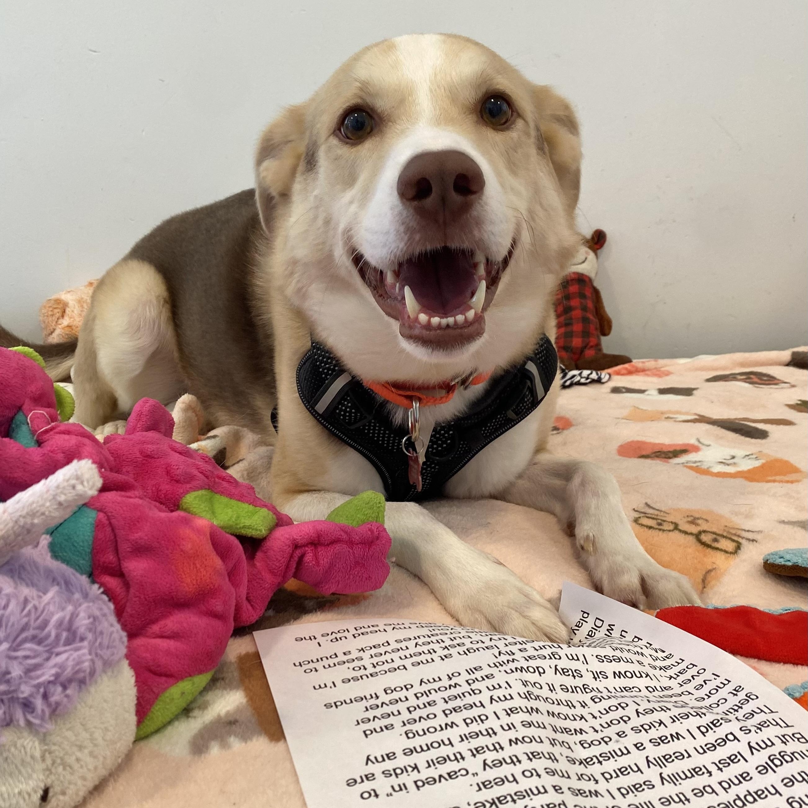 Bryan GUPPY! FEE WAIVED ADOPTION!