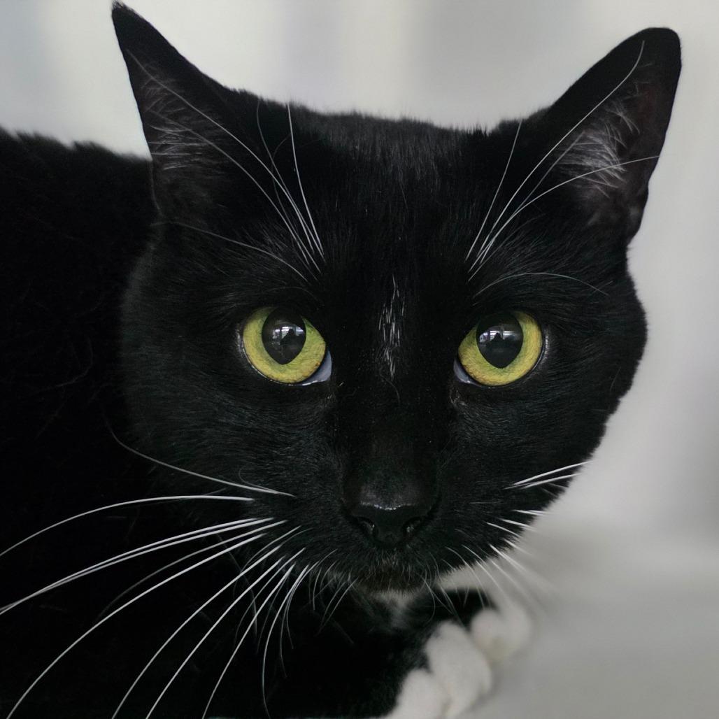 Luna, Adoptable, Adult Female Domestic Short Hair.