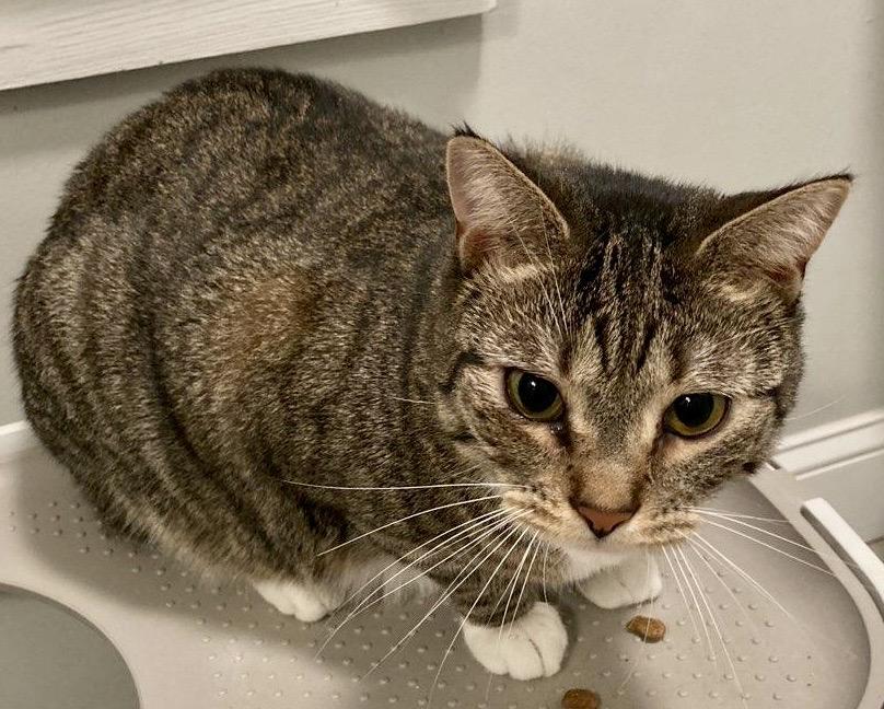 Enlarge Riley, a Adoptable American Shorthair in Hasbrouck Heights, NJ image 3/3