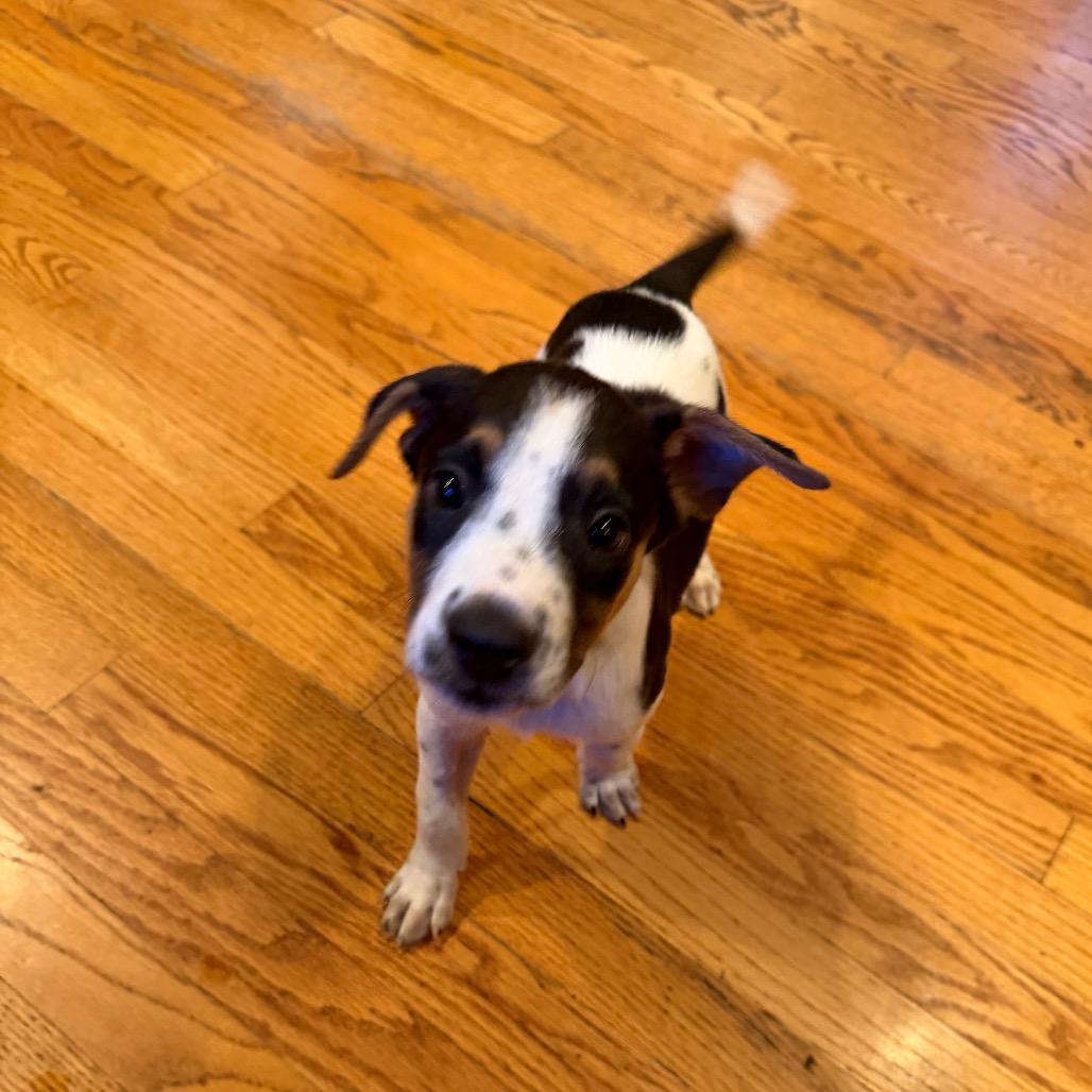 Cider, Adoptable, Puppy Male Mixed Breed.