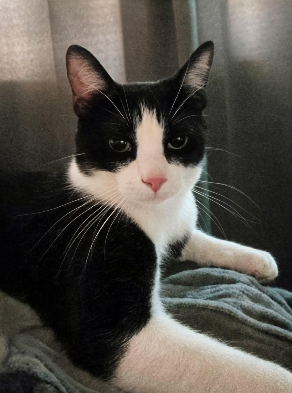 Cupid, Adoptable, Adult Male Domestic Short Hair.