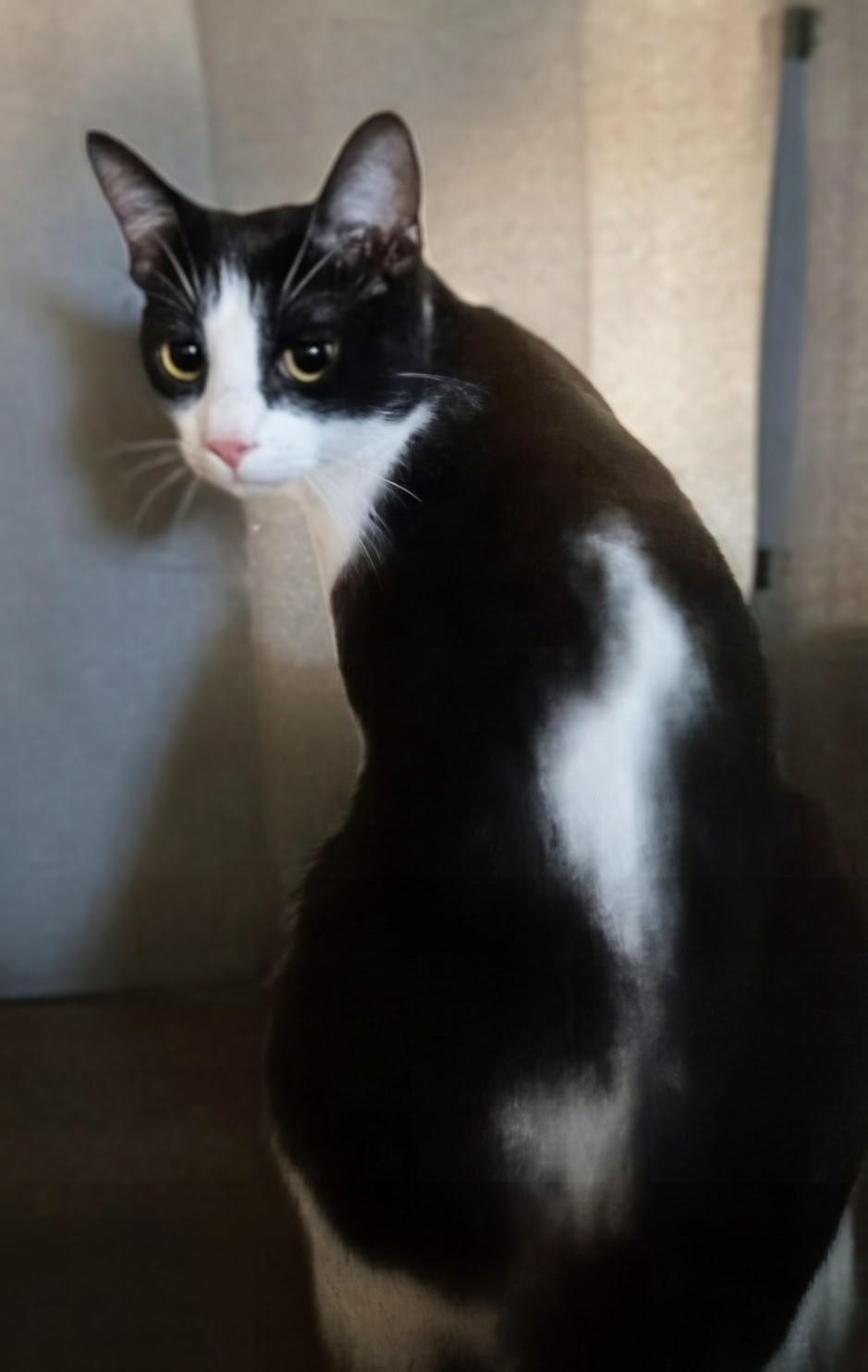 Cupid, a Adoptable Domestic Short Hair in Monrovia, CA image 2/4