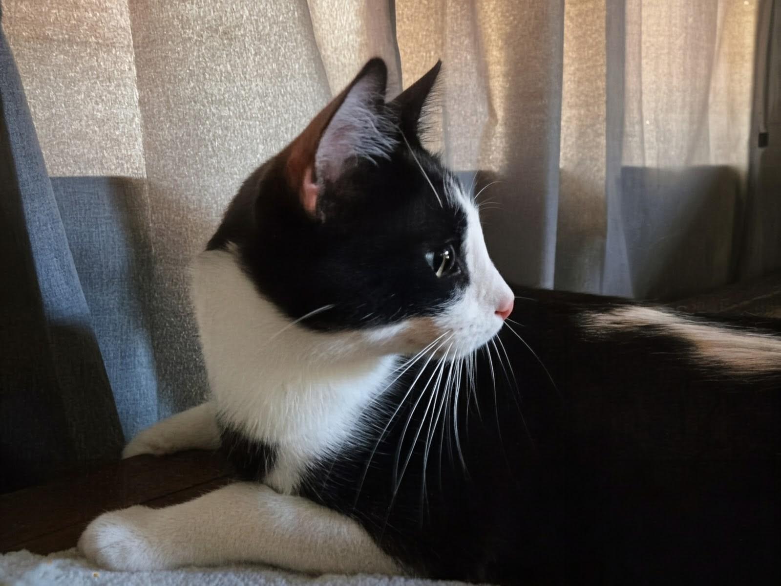 Cupid, a Adoptable Domestic Short Hair in Monrovia, CA image 3/4