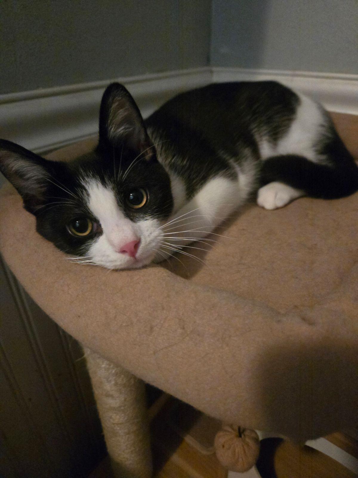 Cupid, a Adoptable Domestic Short Hair in Monrovia, CA image 4/4