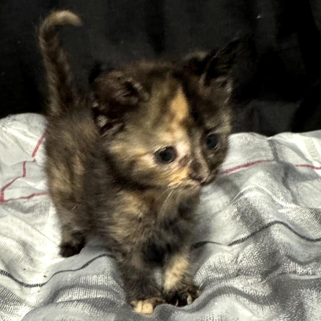 Rose, Adoptable, Kitten Female Domestic Short Hair.