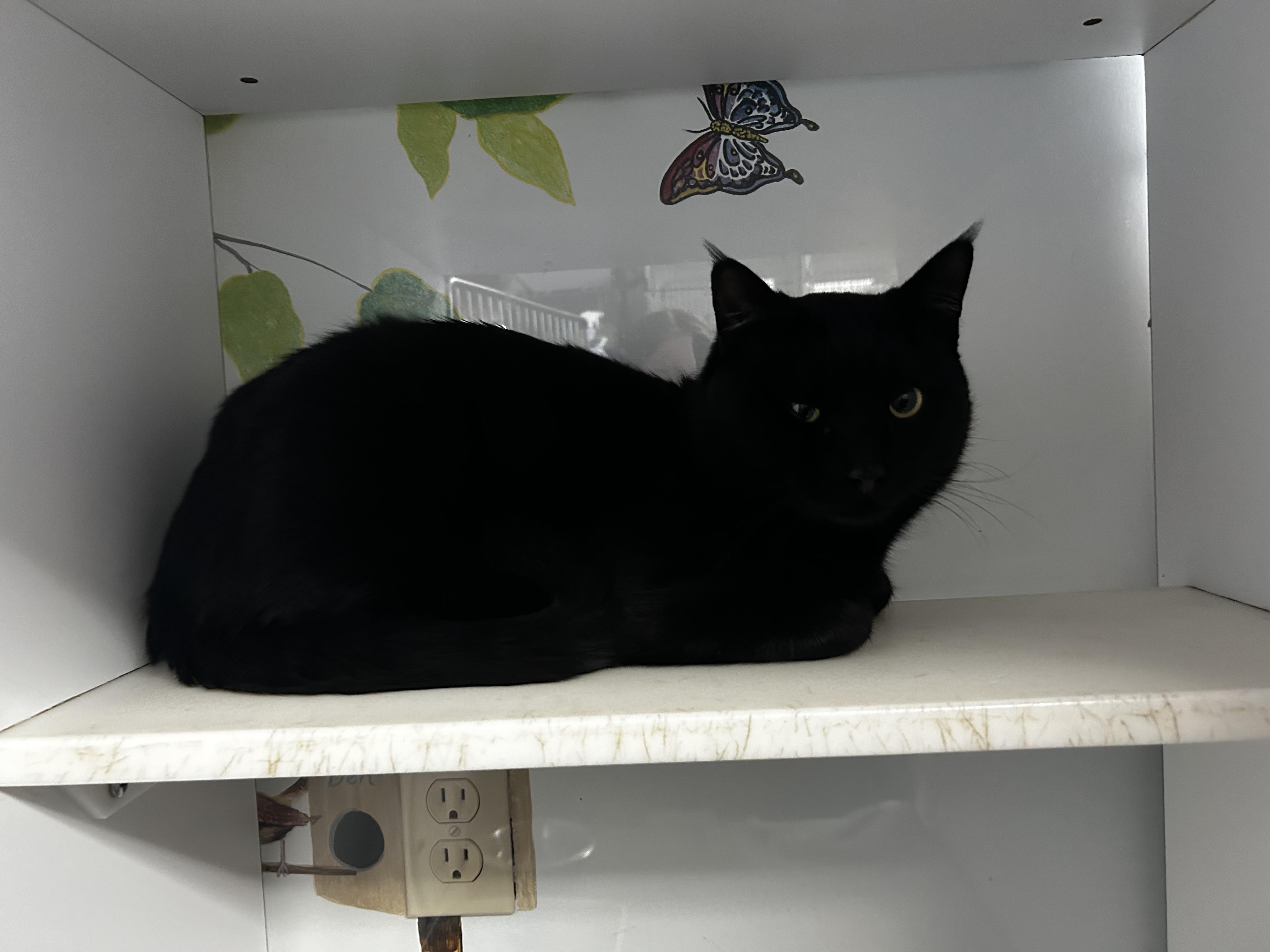 Enlarge Jerry, a ADOPTABLE Domestic Short Hair in Carnegie, OK image 2/2