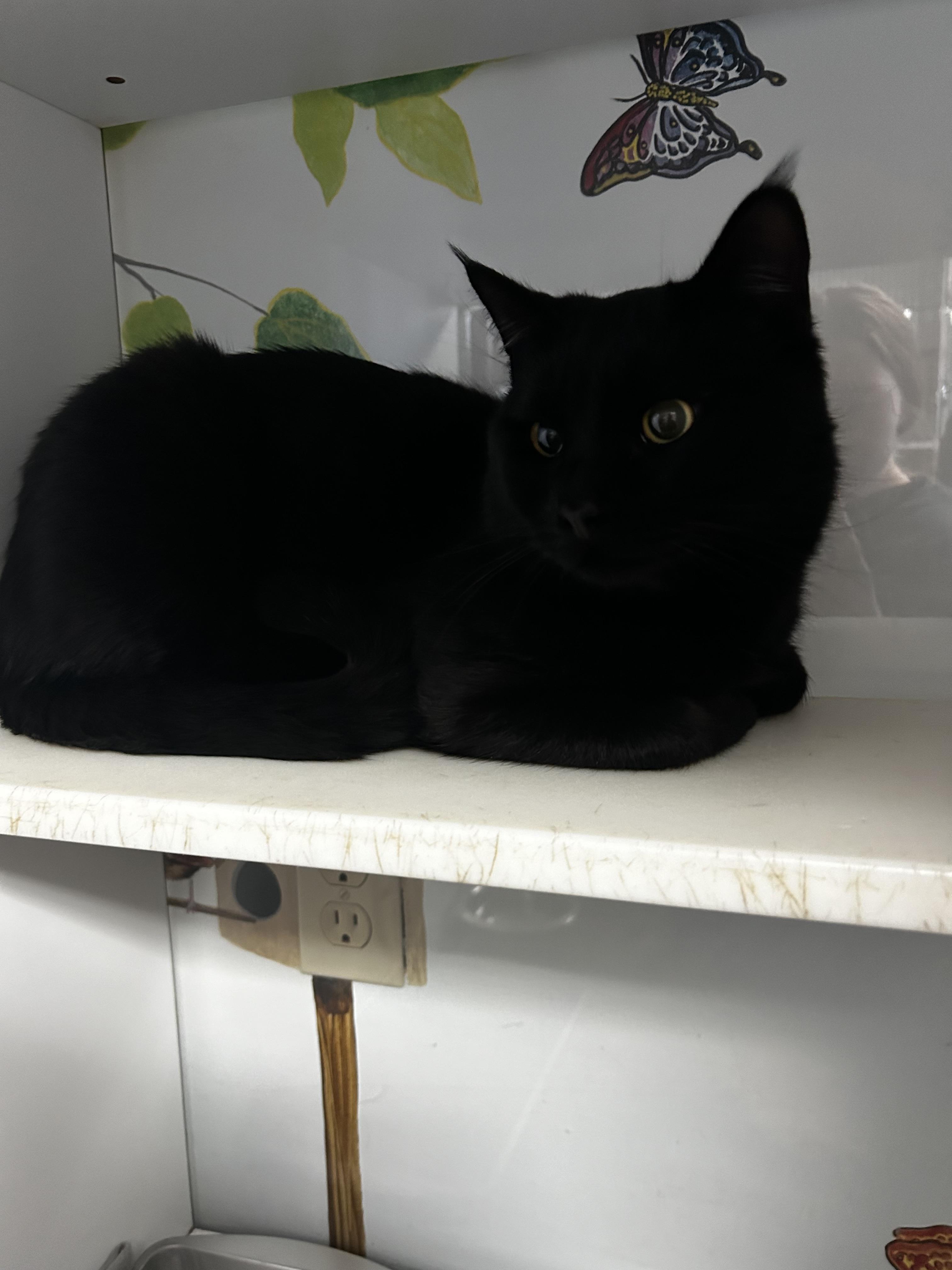 Jerry, ADOPTABLE, Adult Male Domestic Short Hair.