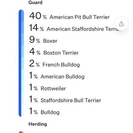 Jack, Adoptable, Puppy Male Pit Bull Terrier & American Staffordshire Terrier.