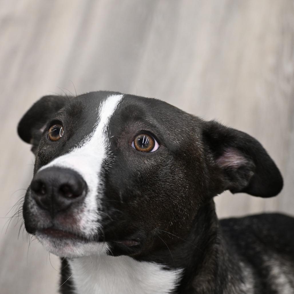 Enlarge Jack, a Adoptable mixed breed in Kansas City, MO image 1/6