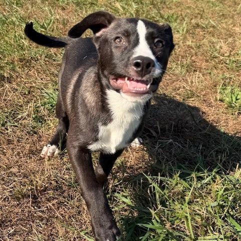 Jack, a Adoptable mixed breed in Kansas City, MO image 2/6