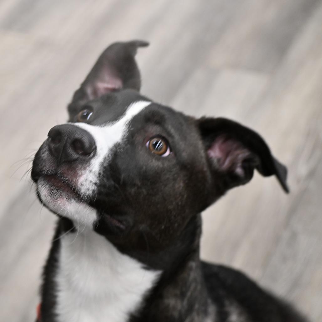 Enlarge Jack, a Adoptable mixed breed in Kansas City, MO image 2/6