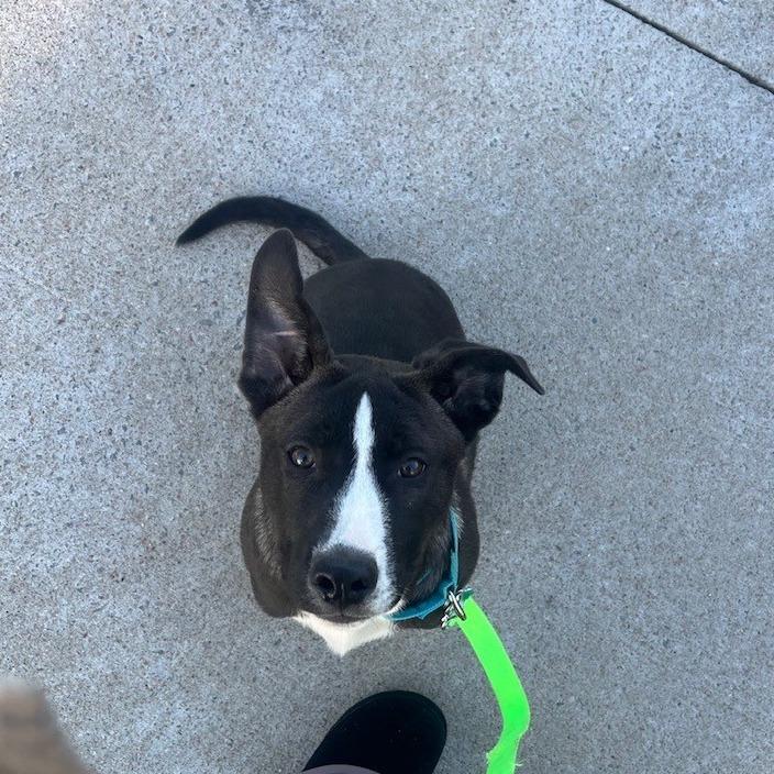 Jack, a Adoptable mixed breed in Kansas City, MO image 3/6