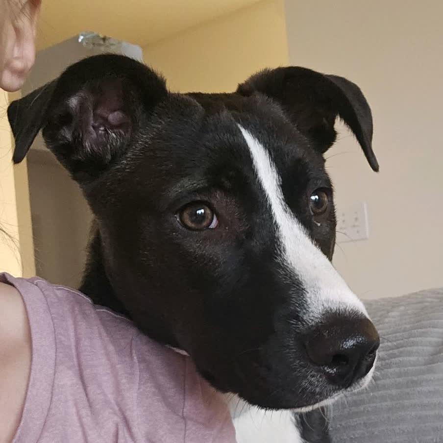 Enlarge Jack, a Adoptable mixed breed in Kansas City, MO image 3/6