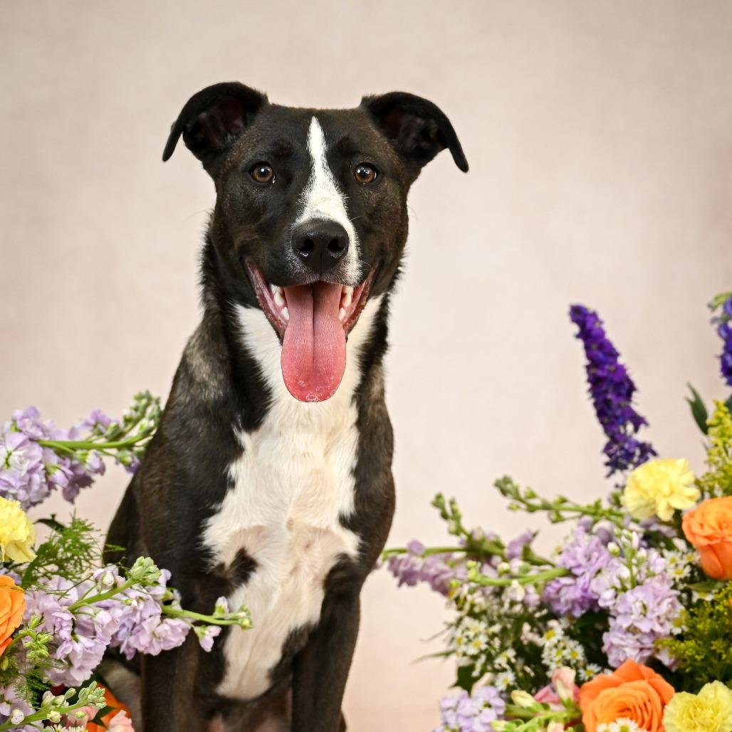 Enlarge Jack, a Adoptable mixed breed in Kansas City, MO image 3/6